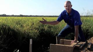 Draining California rice fields before harvest
