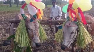 Our Mattu Pongal Celebration 2017 - Part 01