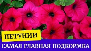 ?Петуния. Самая главная подкормка. Защита петуний от болезней. Хлороз петуний?