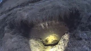 охота на бобра, сложно выбрать кого стрелять!!!