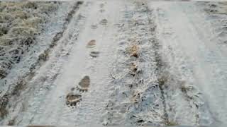 Следы медведей напугали жителей Мамадышского района