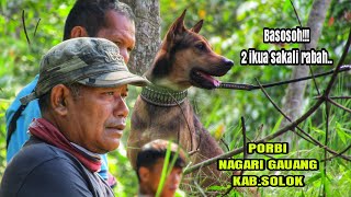 Dokumentasi porbi buru babi sumbar 2020 Nagari Gauang Solok | Wild Boar Hunting Community