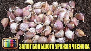 НИКОГО НЕ СЛУШАЙТЕ НЕ САЖАЙТЕ ОЗИМЫЙ ЧЕСНОК ПОКА НЕ ПОСМОТРИТЕ ЭТО ВИДЕО