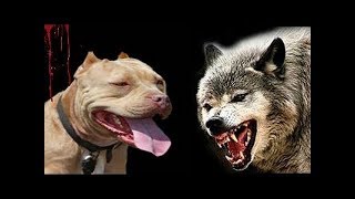 Питбуль VS волк встреча питбуля и волка в дикой природе #Pitbull #pitbullvswolf #питбуль и волк