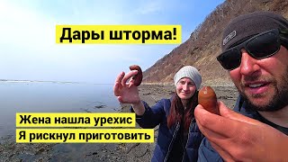 Дары шторма! Впервые попробовал урехис! // Tried urehis for the first time! (Russian subs)