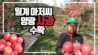 [월계 아저씨] 양광 사과 수확.
