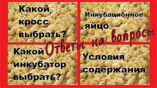 Какой кросс бройлера выбрать? Некроз тканей - зеленое мясо у бройлера.