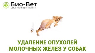 Удаление опухолей молочных желез у собак. Ветеринарная клиника Био-Вет.