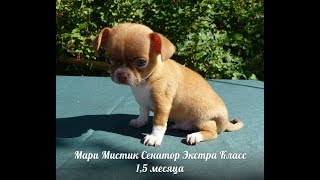 Чихуахуа - Мари Мистик Сенатор Экстра Класс - ПРОДАЖА ЩЕНКОВ " МАРИ МИСТИК "