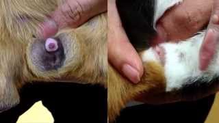 How to sex guinea pigs / Male vs Female difference - New Farm Vet