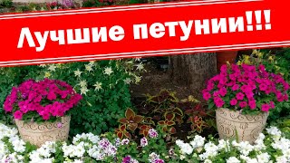 Очень красивые ампельные петунии Изи Вейв. Синие Фиолетовые Красные Белые