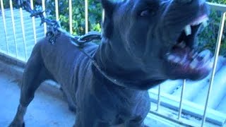 CANE CORSO ATTACK (THE MOLOSSER MASTIFF) CANNA CORSO ATTACCO (IL MASTIFF MOLOSSO)