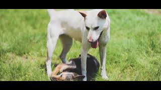 体格の違う猟犬達が喧嘩するとこうなる