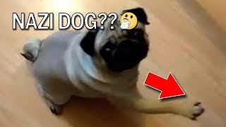 YouTuber Count Dankula Facing Year in UK Jail Over "Nazi" Dog Prank (REACTION)