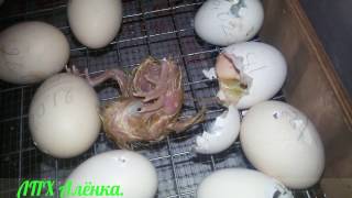 ИНКУБАЦИЯ. 93% вывод. От 1-го до 28-го цыплёнка. ВСЁ КАК БЫЛО./ INCUBATION.  93% withdrawal.