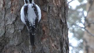 Дятлы нашего леса, трехпалый дятел самка, three-toed woodpecker