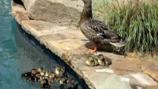 Cute Baby Ducks
