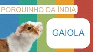 Gaiola para Porquinho da India - Como Escolher?