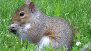 Relax For A Moment To The Beautiful Animals & Natural Scenery of Rahway Park NJ