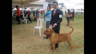 Dogo de Burdeos fénix una bella historias