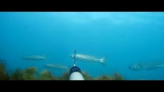 ПОДВОДНАЯ ОХОТА  на кефаль с пятизубом .  Летом  2016. Черное  море