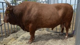 Калмыцкий мясной скот на Всероссийской выставке овец г Элиста