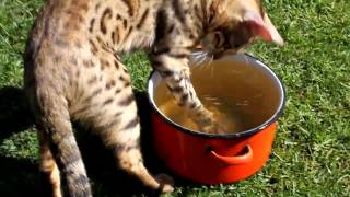 Бенгальская кошка играется с водой Bengal cat playing with water