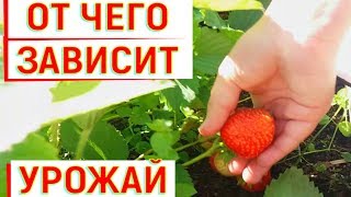 РАБОТА с КЛУБНИКОЙ СЕГОДНЯ ОБЕСПЕЧИТ БУДУЩИЙ УРОЖАЙ