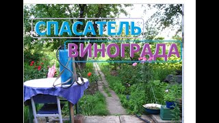 Профилактику от болезней винограда нужно делать во время