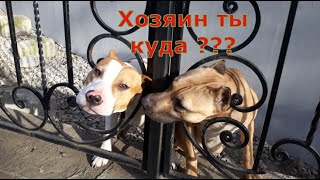 Хочу бультерьера, собака плачет когда хозяин уходит из дому, это просто любовь .