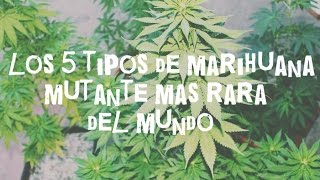 MARIHUANA MAS RARA DEL MUNDO -TOP 5