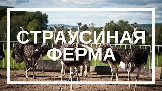 Страусиная ферма