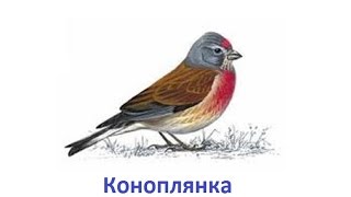Пение птиц - Коноплянка