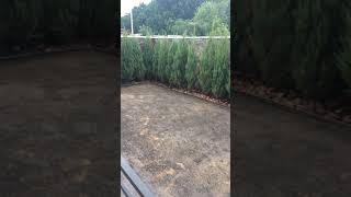 Знову садимо туї (Створення живоплоту)