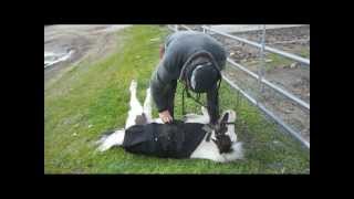 Einstein The Smallest Stallion Gets A Belly Rub