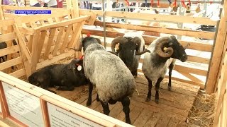 Впервые в Астраханской области прошла Всероссийская выставка племенных овец