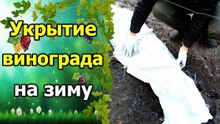 ?Укрытие винограда на зиму. Укрытие винограда землей. Подготовка винограда к зиме.