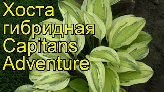 Хоста гибридная Капитан Адвенчур. Краткий обзор, описание hosta hybrida Capitans Adventure