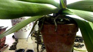 ORCHID CARE: Repotting Big White Phal- 4.  20th Nov 2011. All done, in the new pot.