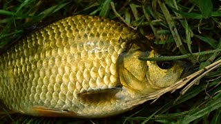 Ловлю Карася на Удочку - Рыбалка на Поплавочную Снасть (Карась Видео) / Crucian Fishing – MF №63
