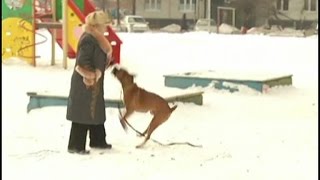 Как отучить собаку тянуть поводок и прыгать на людей(один из способов)