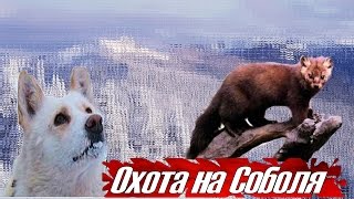 Охота на Соболя в Якутии. Таежные приключения