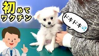 【子犬 初めての予防接種の反応は...⁉️】ポメラニアン✖️チワワのポメチワ赤ちゃん★ふくちゃんワクチンします！ぷくぷくポメチ