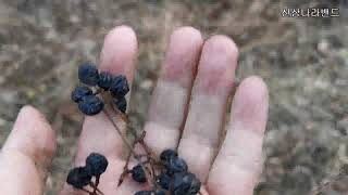 산삼나라의 2019년 11월 1일 희귀약초 백두산 뇌명실 산행기 입니다.