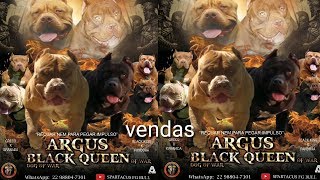 Filhotes disponíveis do Argus x Black Queen/ zap 22-988047301