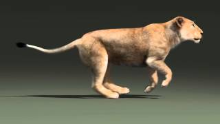 lioness run cycle animation