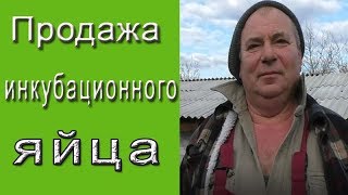 Продажа инкубационного яйца.  Инкубационное яйцо Краснодарский край