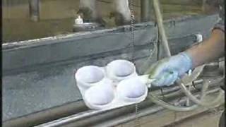 Prueba Mastitis California (PCM)