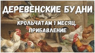 День в деревне// Посадка под зиму// Крольчатам месяц// Прибавление//Жизнь в деревне