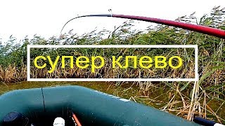 Сколько же там карася!!! Сумашедший клев. Рыбалка на боковой кивок.